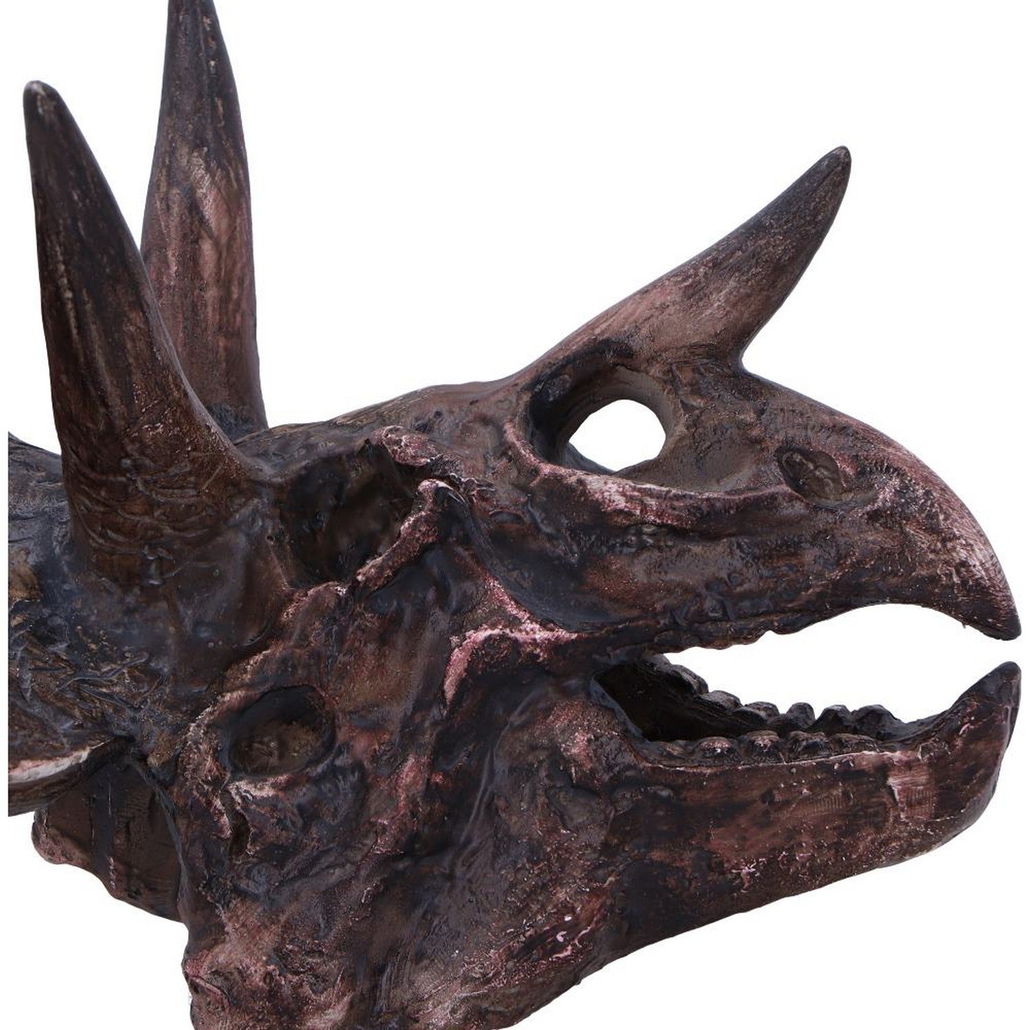 Triceratops Skull Resin Replica D7105B25