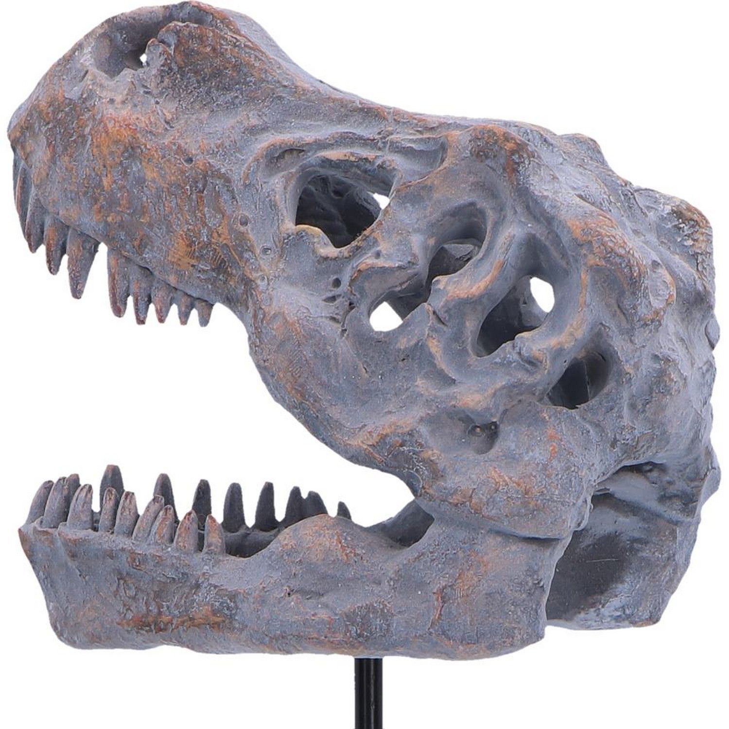 Tyrannosaurus Rex Skull on Plinth 24.2cm D7553B26