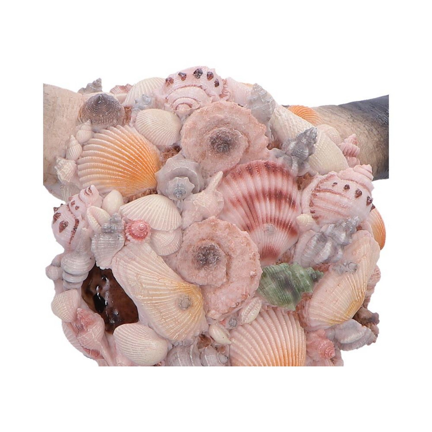 Ocean Crown Skull Ornament 44cm D7576B26