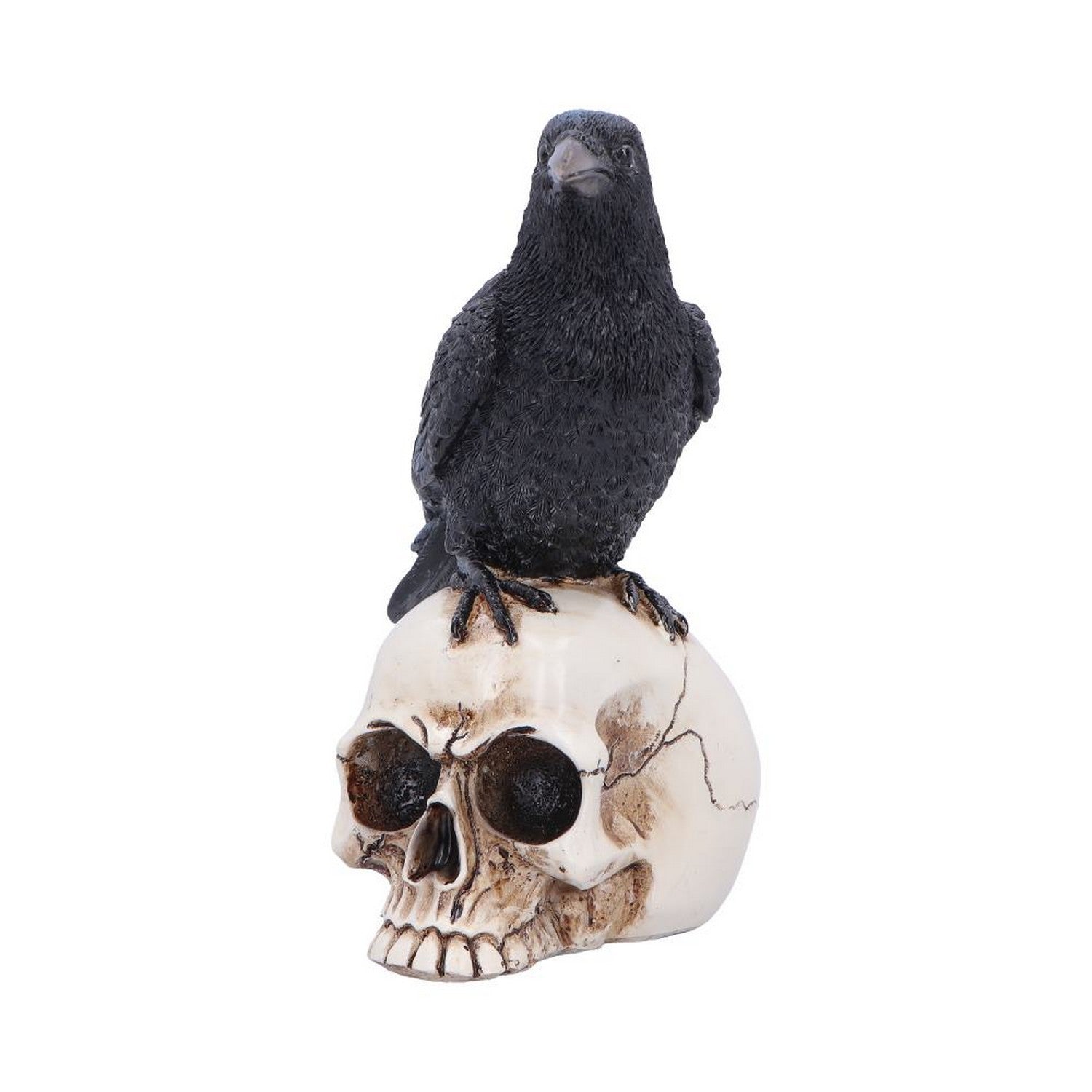 Raven Standing on Skull Figurine 19.5cm U7583B26