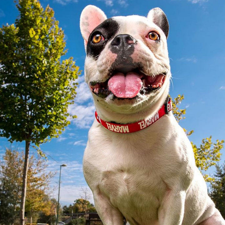 Marvel Dogs Collar S/M Red 2800000835