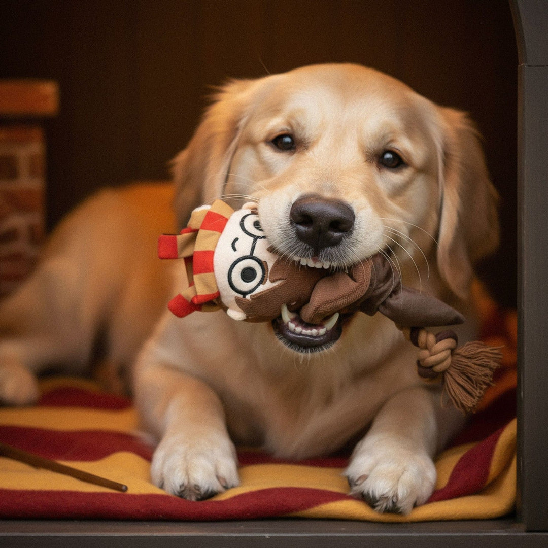 Harry Potter Dog Toy Dental Cord Hp Orange 2800001972