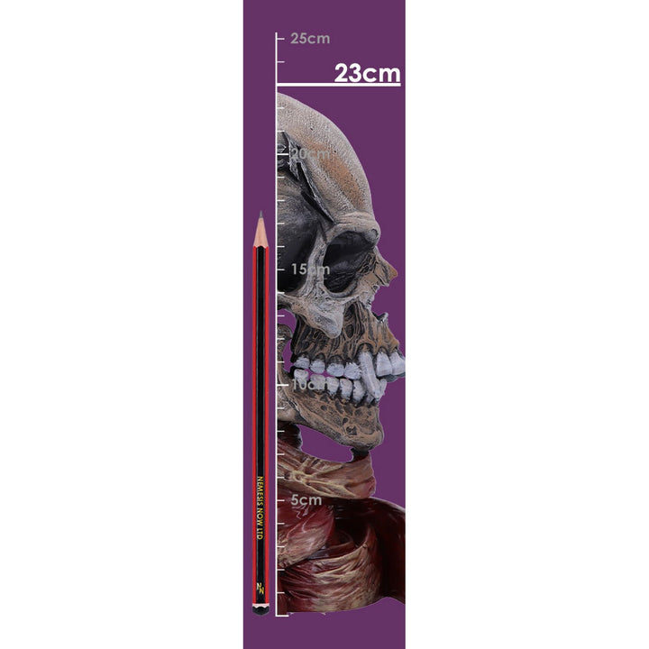 Metallica Pushead Skull 23.5cm B5956V2