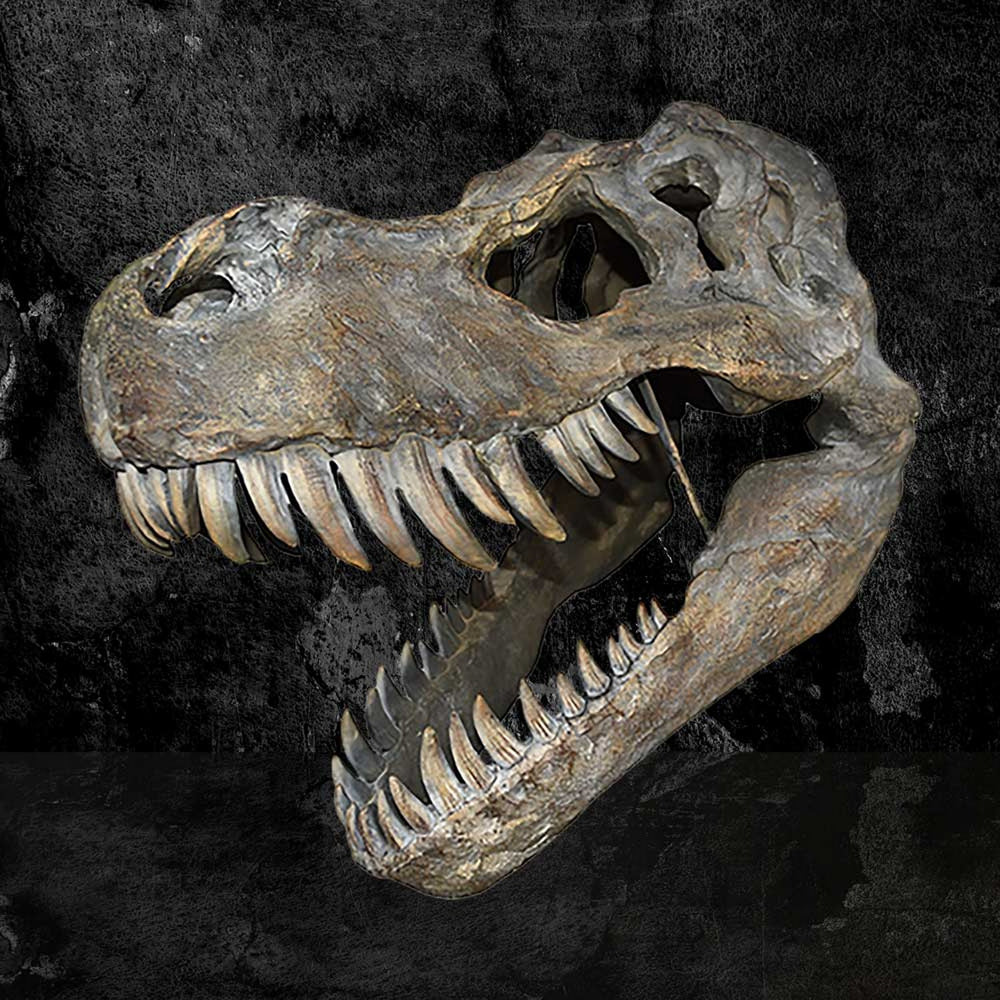 Tyrannosaurus Rex Large Dinsoaur Skull 51.5cm D0781C4