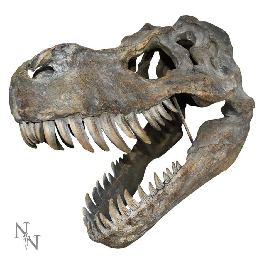 Tyrannosaurus Rex Large Dinsoaur Skull 51.5cm D0781C4