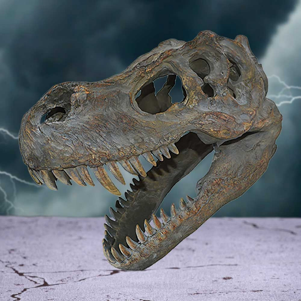 Tyrannosaurus Rex Dinosaur Skull Small 39.5cm D0782C4