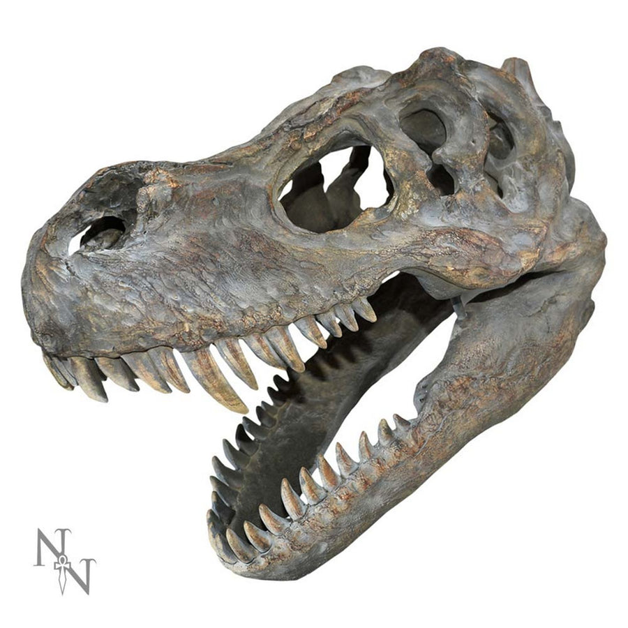 Tyrannosaurus Rex Dinosaur Skull Small 39.5cm D0782C4