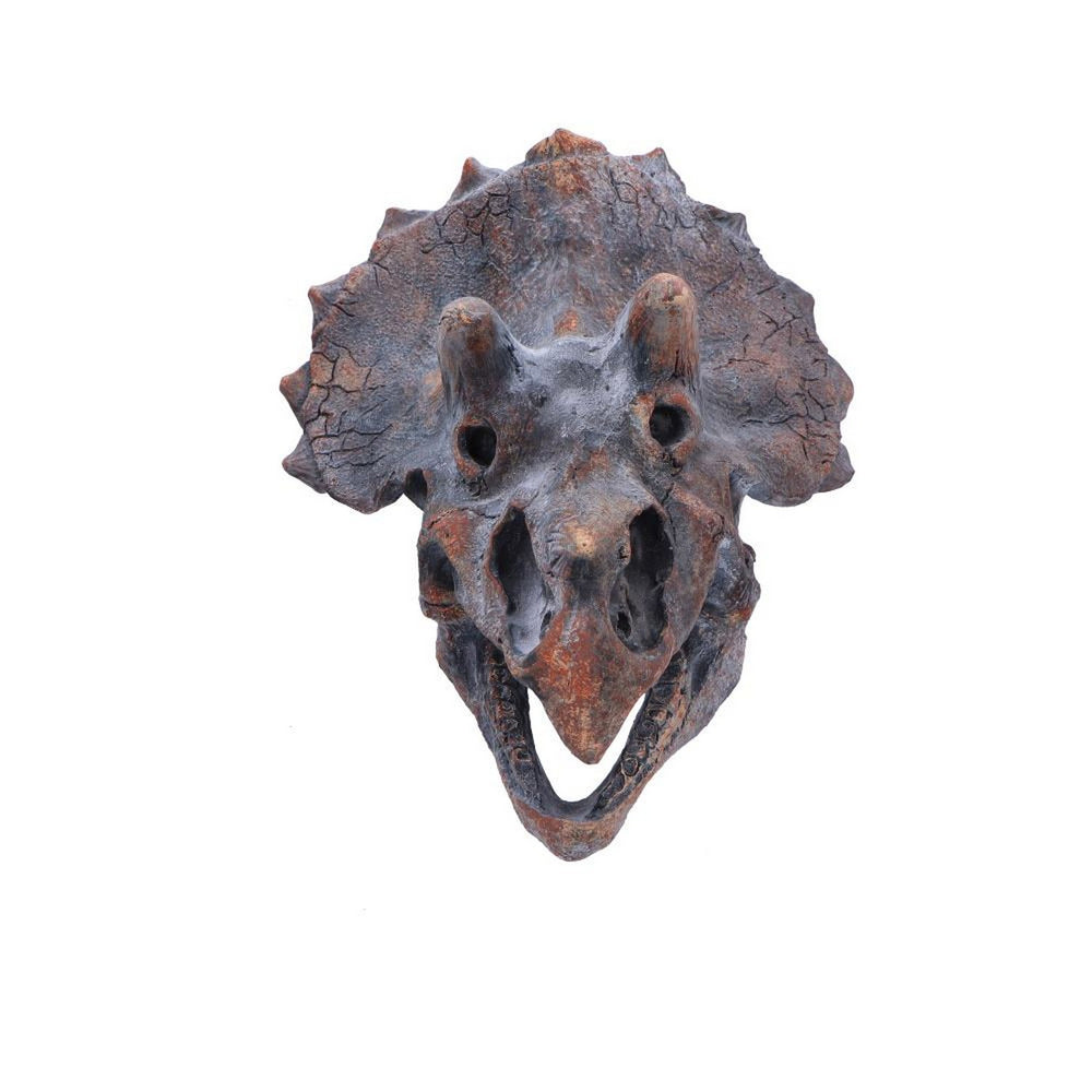 Triceratops Dinosaur Skull 23cm D2064F6