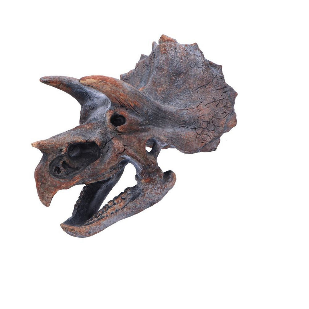 Triceratops Dinosaur Skull 23cm D2064F6