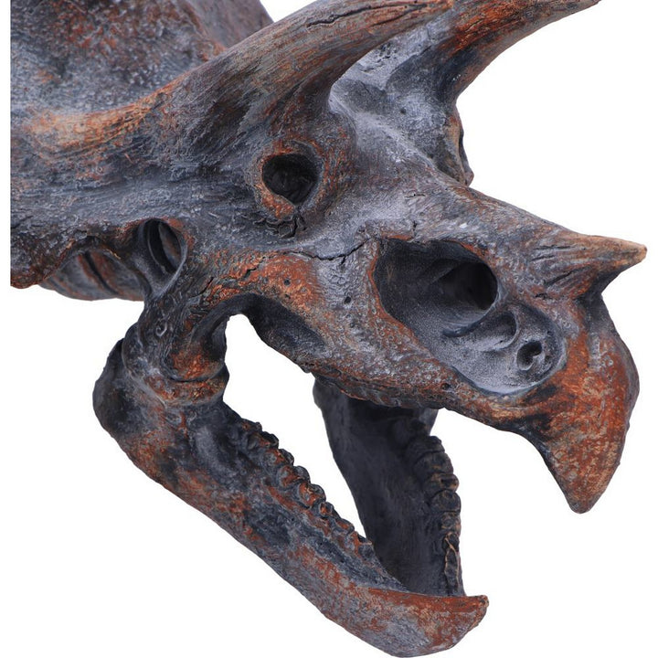 Triceratops Dinosaur Skull 23cm D2064F6