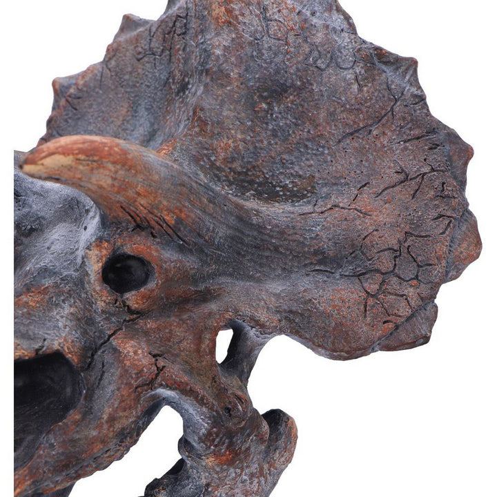 Triceratops Dinosaur Skull 23cm D2064F6