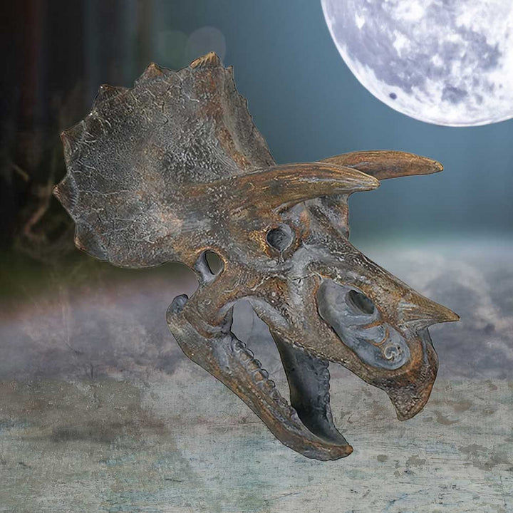 Triceratops Dinosaur Skull 23cm D2064F6