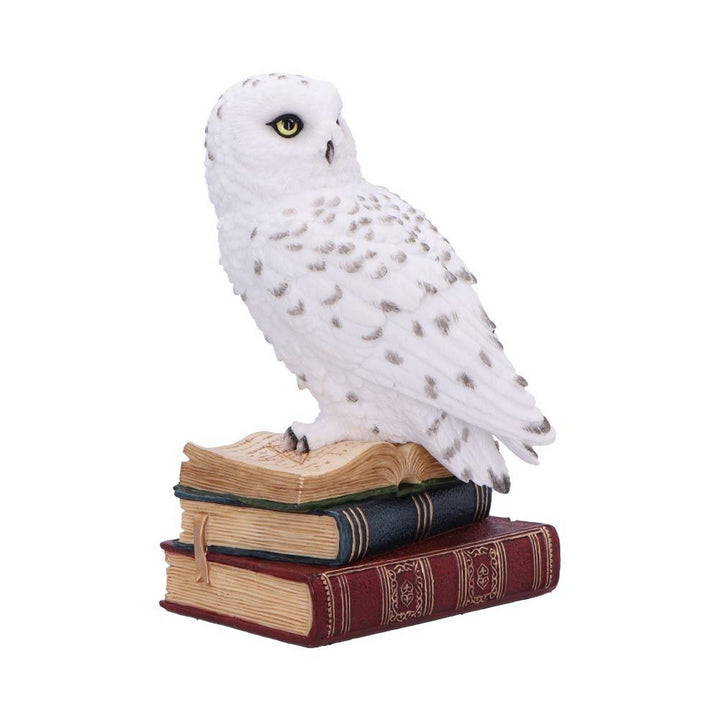 Library of Wisdom White Owl Figurine D6818B24