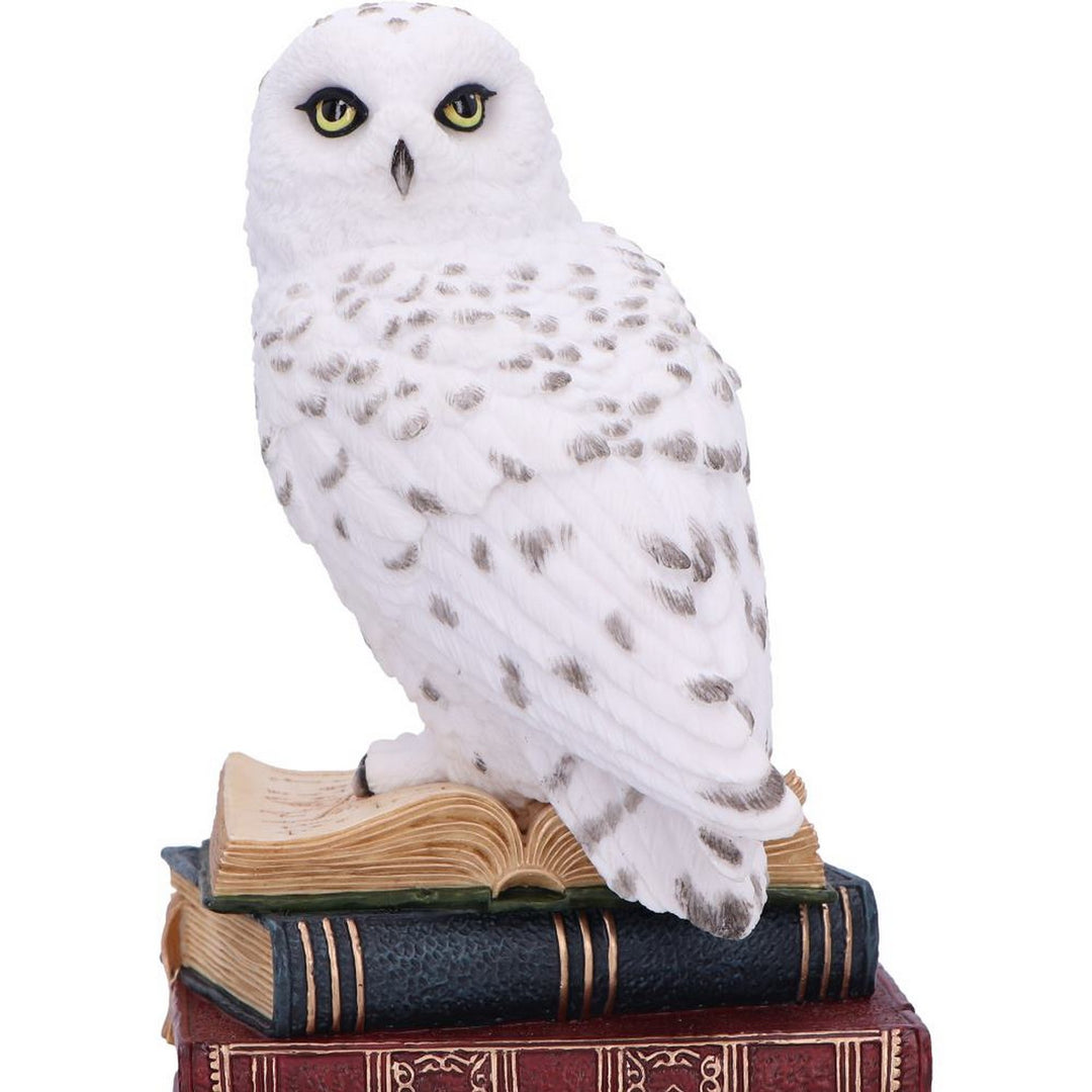 Library of Wisdom White Owl Figurine D6818B24