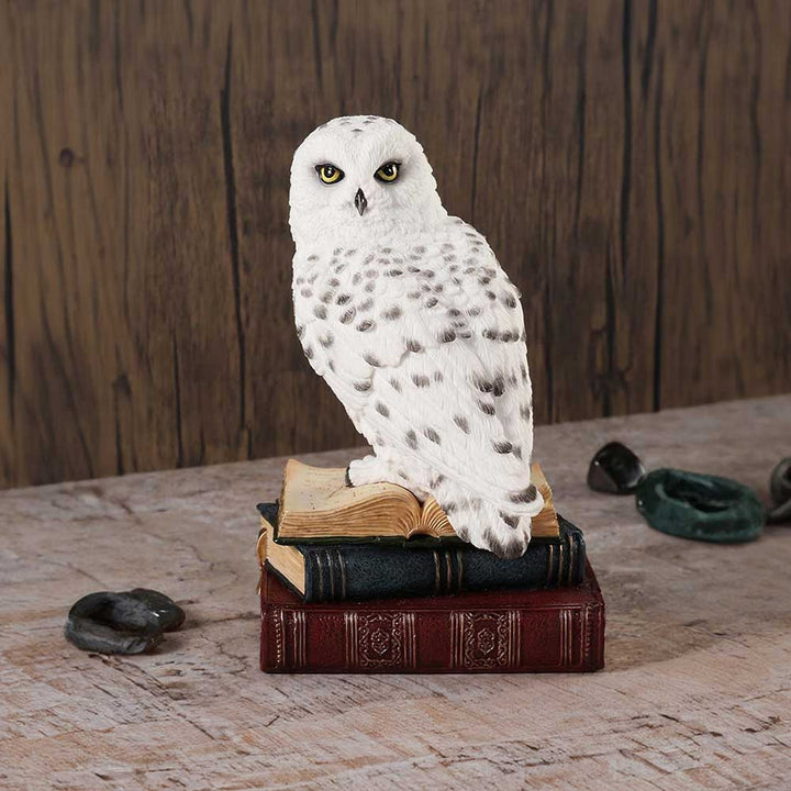 Library of Wisdom White Owl Figurine D6818B24