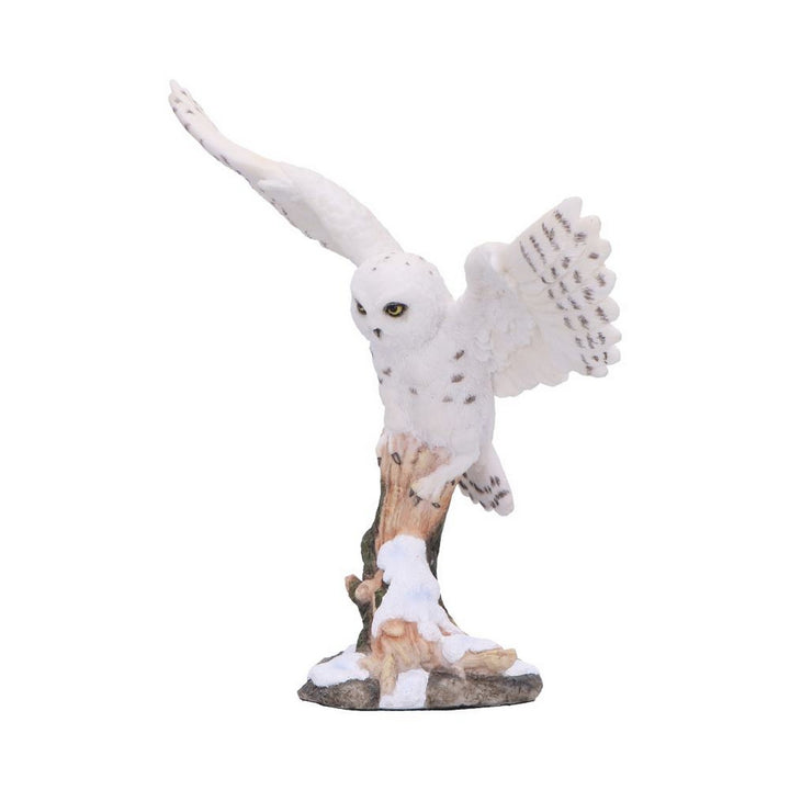 Snowfall - Majestic owl in winter scene D7000A25