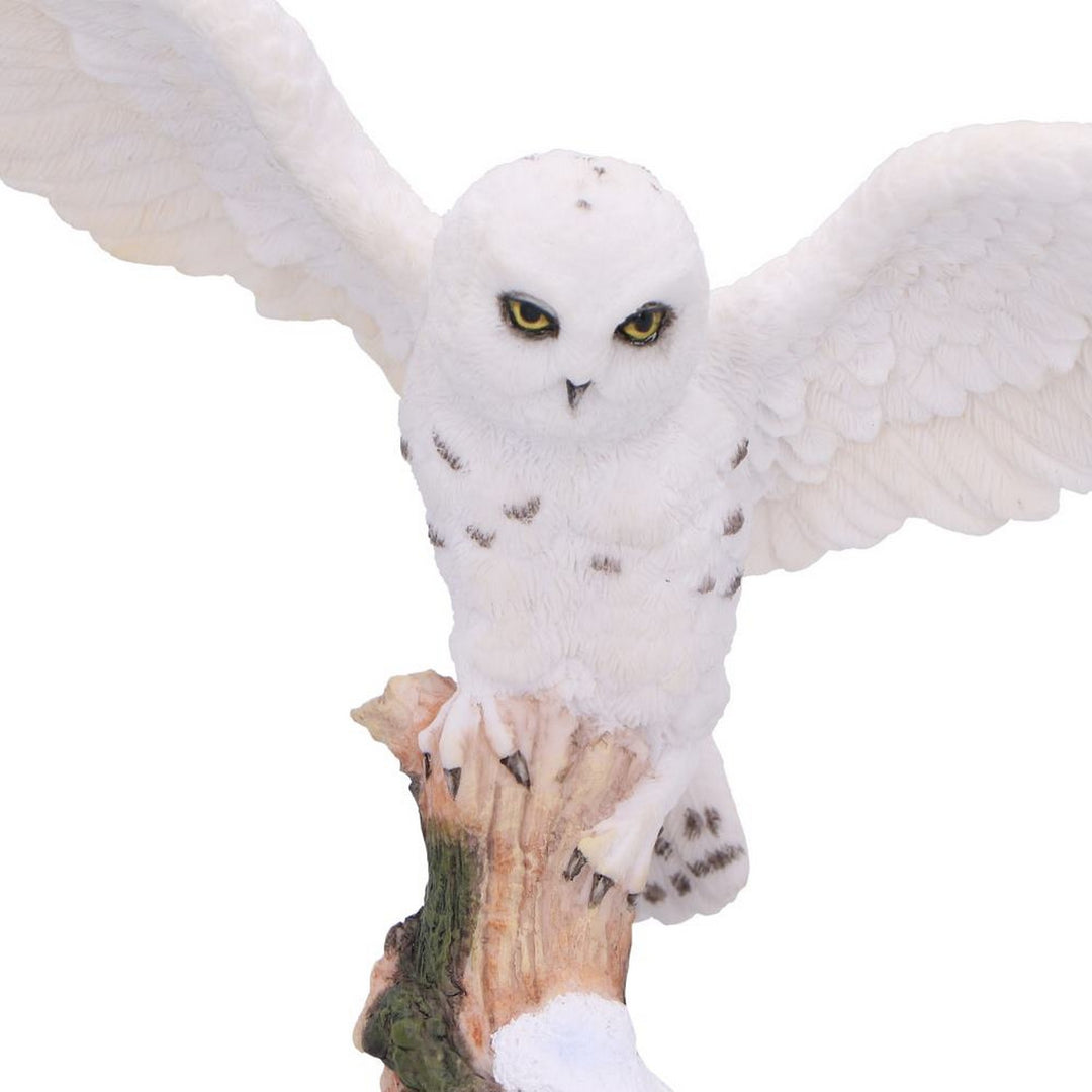 Snowfall - Majestic owl in winter scene D7000A25