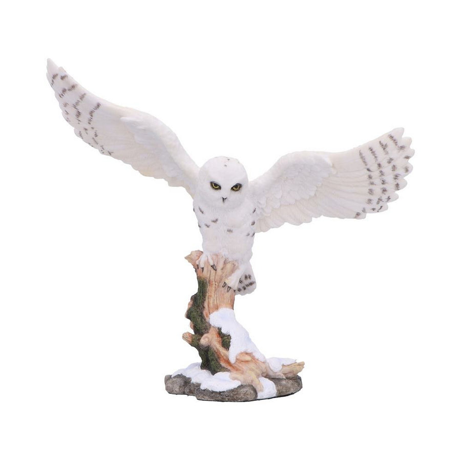 Snowfall - Majestic owl in winter scene D7000A25