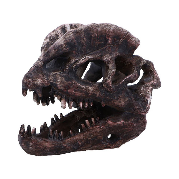 Dilophosaurus Skull Resin Replica D7103B25