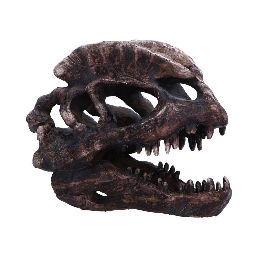 Dilophosaurus Skull Resin Replica D7103B25