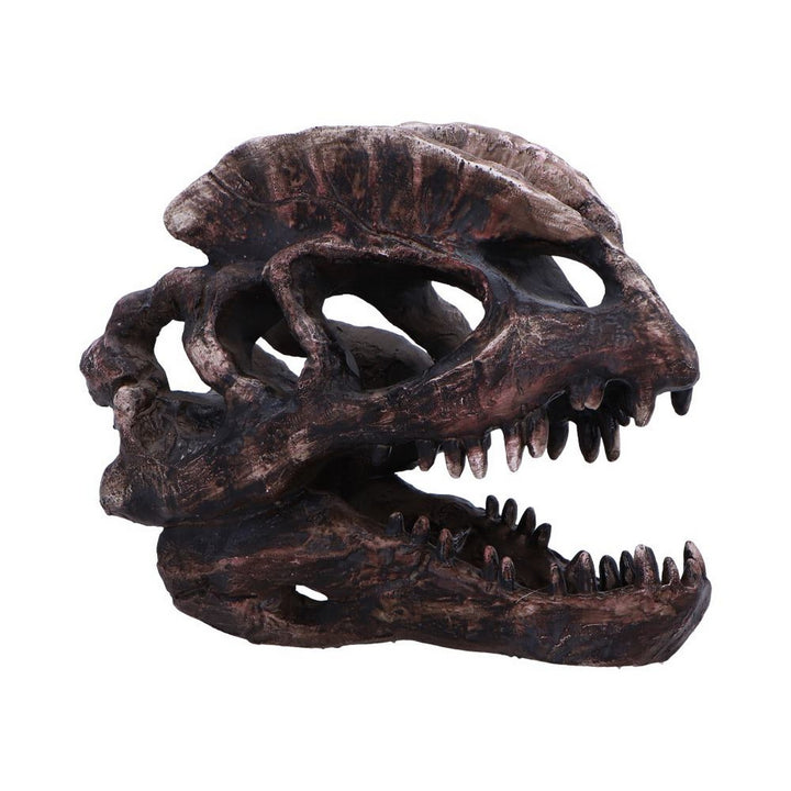 Dilophosaurus Skull Resin Replica D7103B25
