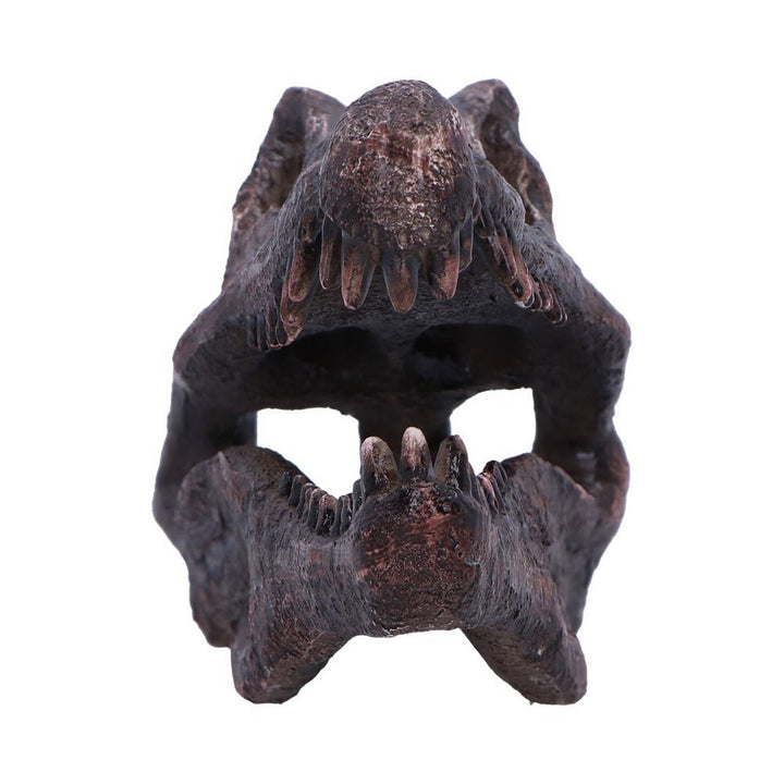 Spinosaurus Skull Resin Replica D7104B25