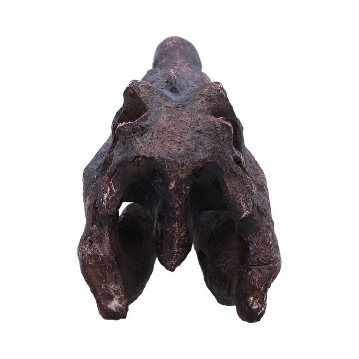Spinosaurus Skull Resin Replica D7104B25