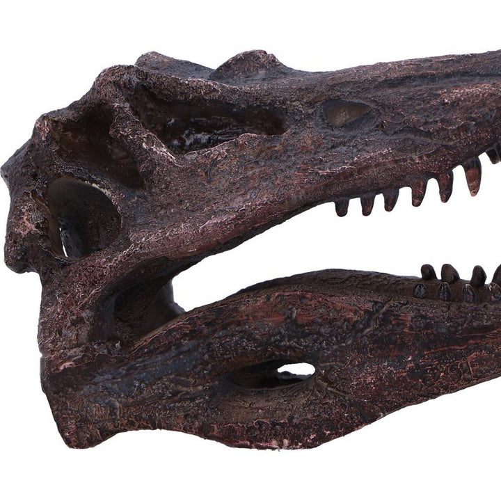 Spinosaurus Skull Resin Replica D7104B25