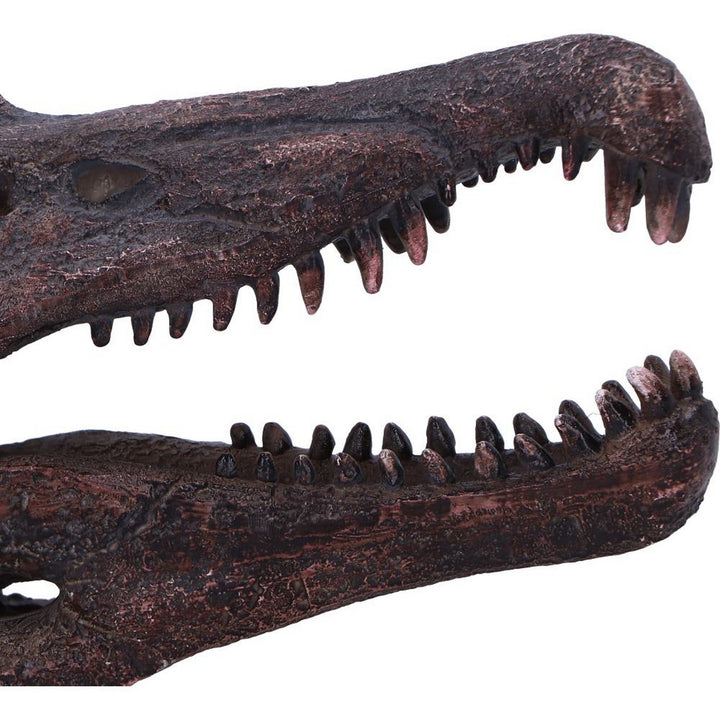 Spinosaurus Skull Resin Replica D7104B25