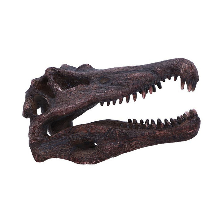 Spinosaurus Skull Resin Replica D7104B25