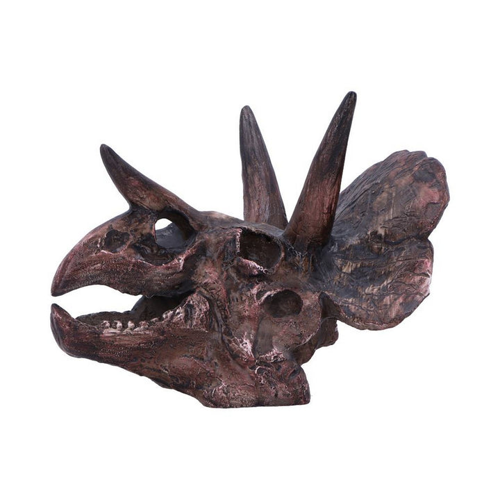 Triceratops Skull Resin Replica D7105B25