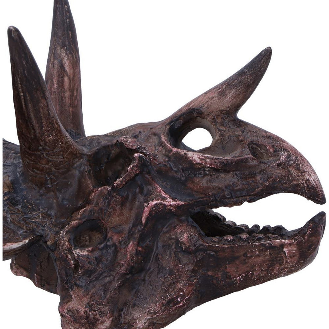 Triceratops Skull Resin Replica D7105B25