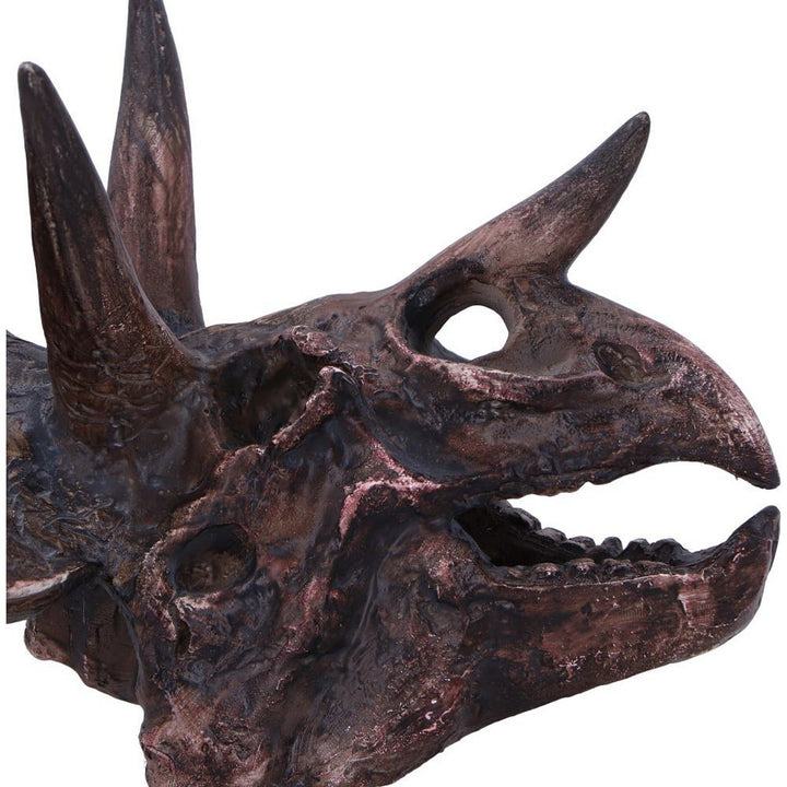 Triceratops Skull Resin Replica D7105B25