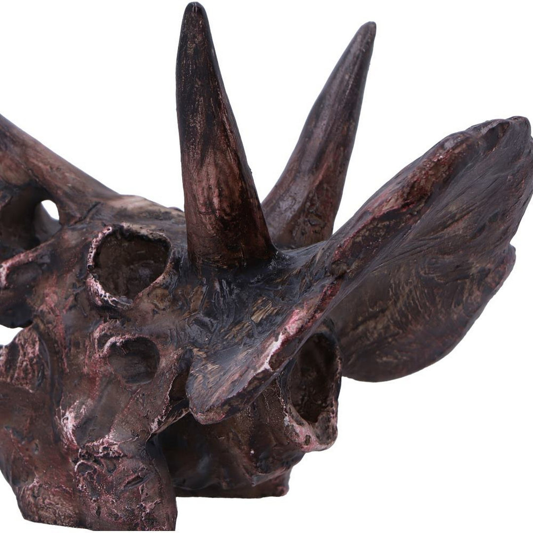 Triceratops Skull Resin Replica D7105B25