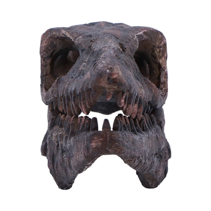 Archaeopteryx Skull Decorative Resin Replica D7106B25