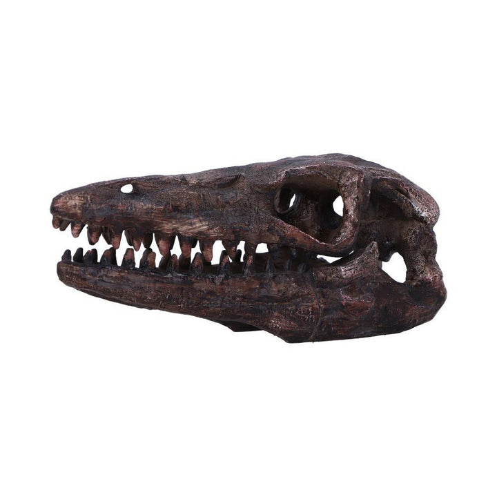 Archaeopteryx Skull Decorative Resin Replica D7106B25