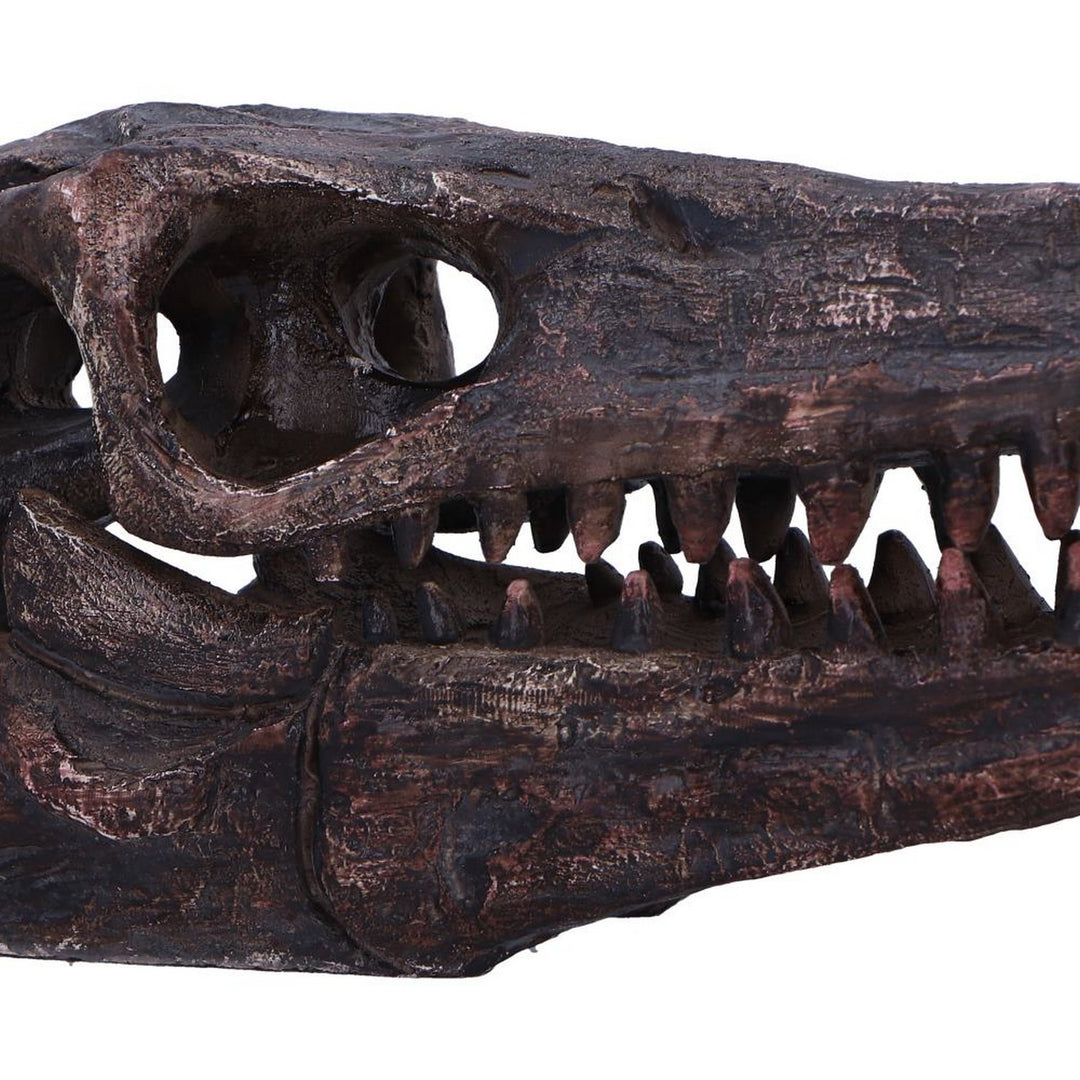 Archaeopteryx Skull Decorative Resin Replica D7106B25