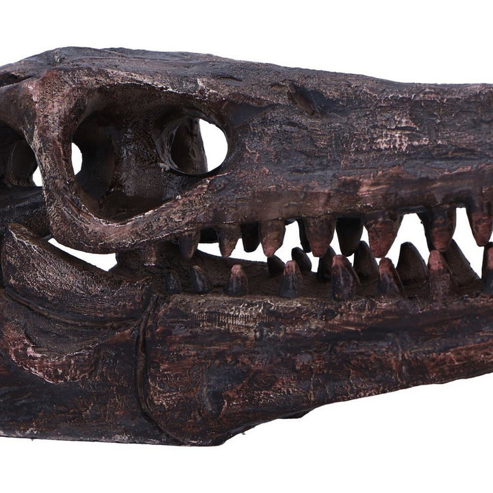 Archaeopteryx Skull Decorative Resin Replica D7106B25