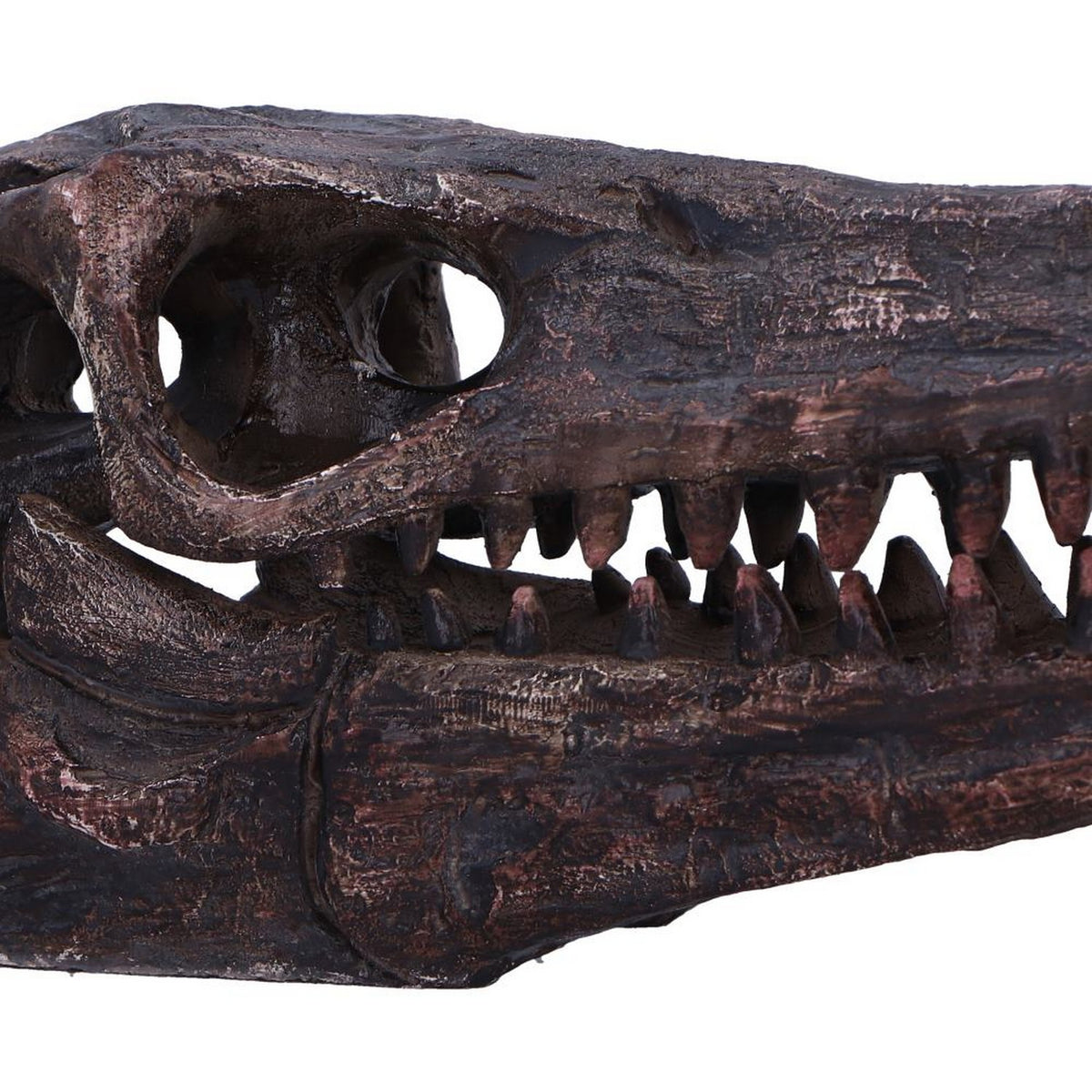 Archaeopteryx Skull Decorative Resin Replica D7106B25