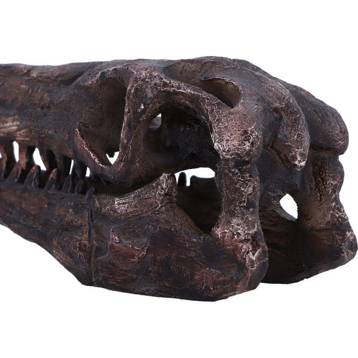 Archaeopteryx Skull Decorative Resin Replica D7106B25
