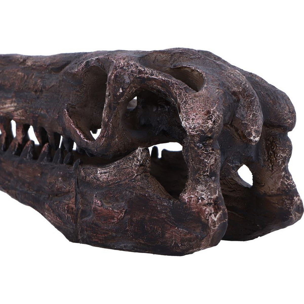 Archaeopteryx Skull Decorative Resin Replica D7106B25
