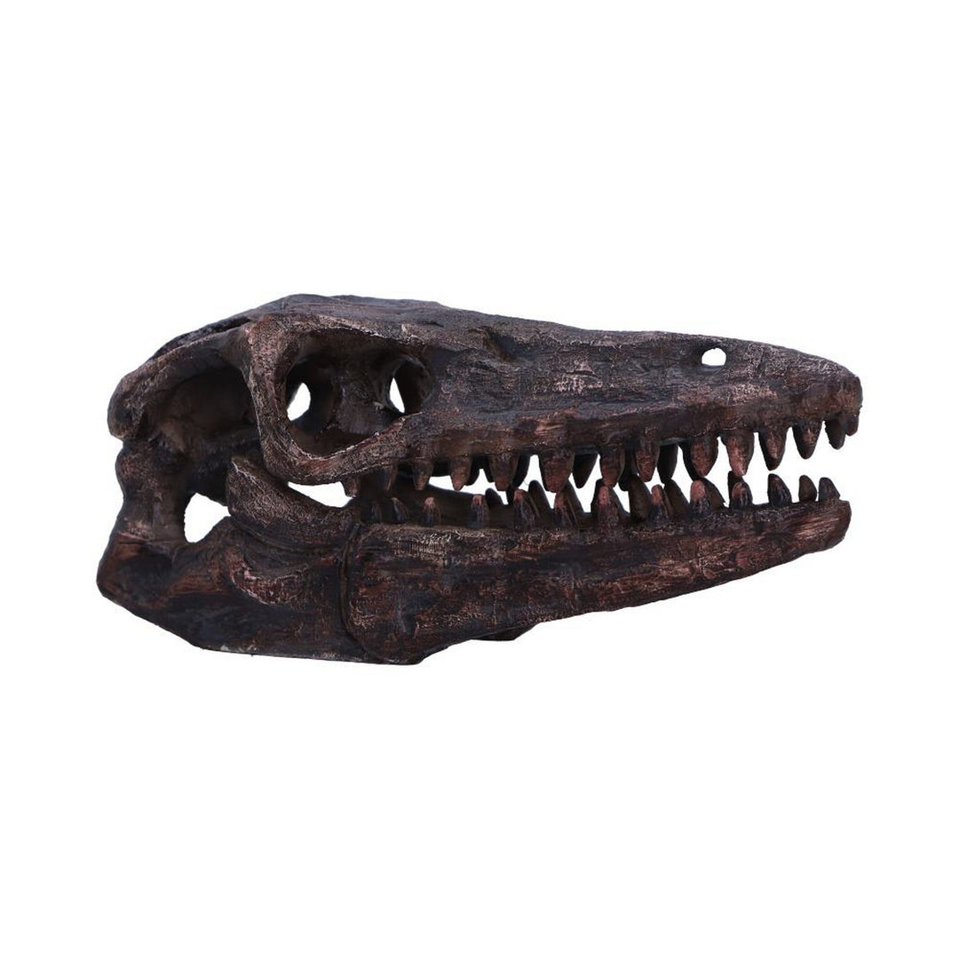 Archaeopteryx Skull Decorative Resin Replica D7106B25