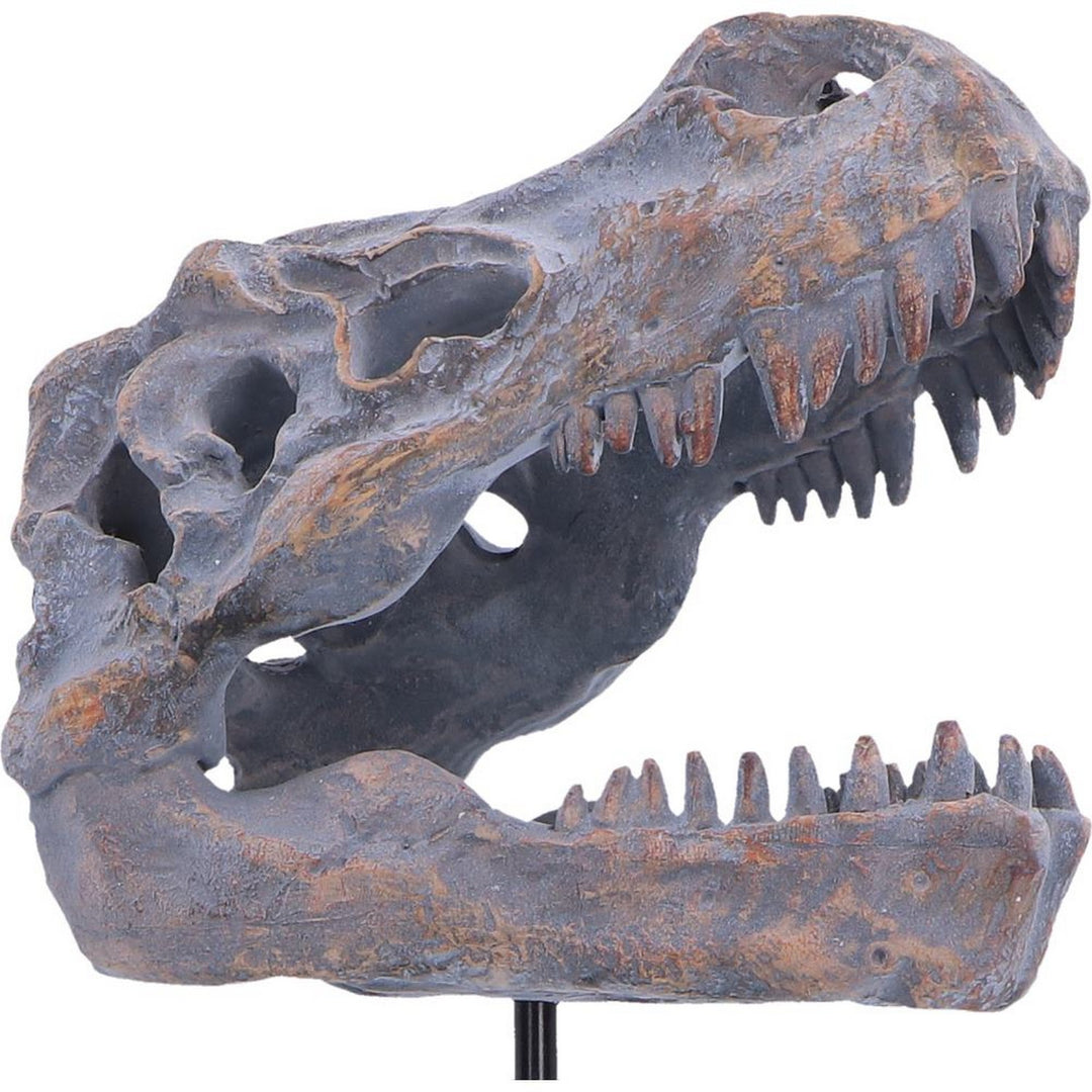Tyrannosaurus Rex Skull on Plinth 24.2cm D7553B26