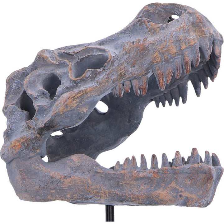 Tyrannosaurus Rex Skull on Plinth 24.2cm D7553B26