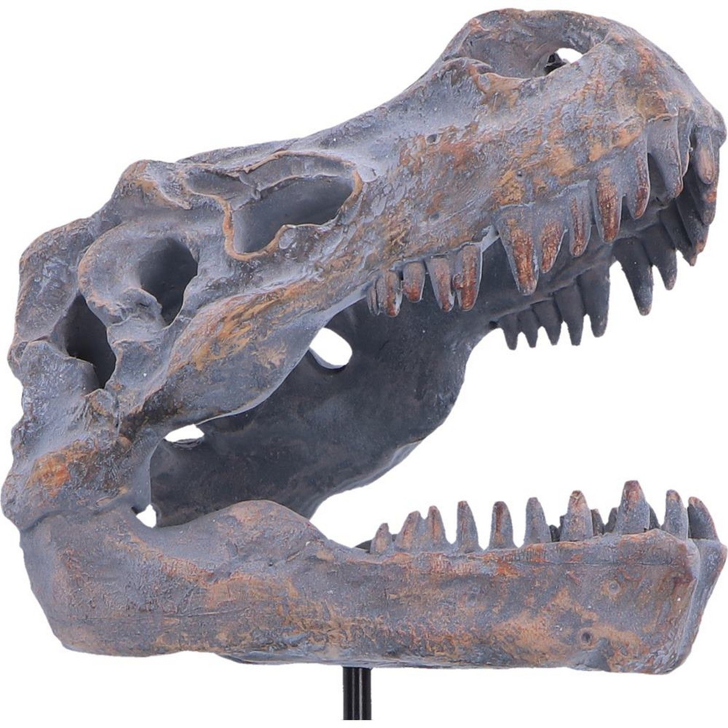 Tyrannosaurus Rex Skull on Plinth 24.2cm D7553B26