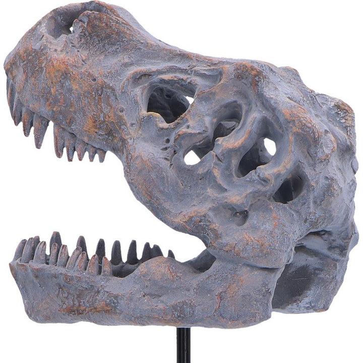 Tyrannosaurus Rex Skull on Plinth 24.2cm D7553B26