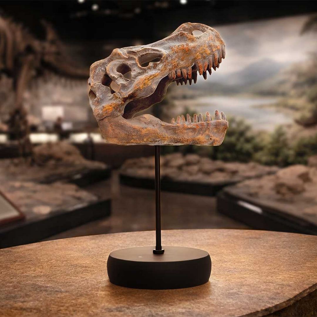 Tyrannosaurus Rex Skull on Plinth 24.2cm D7553B26