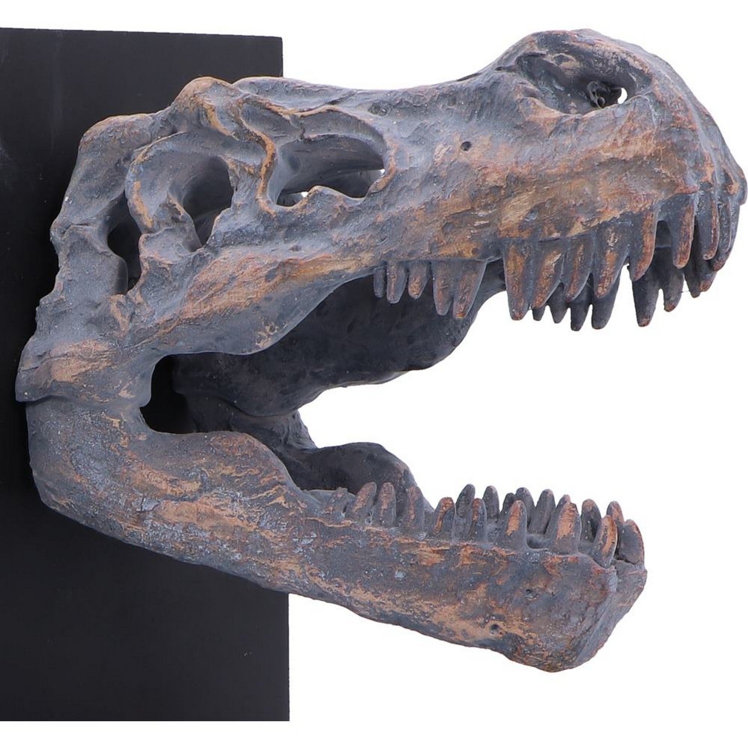 Tyrannossaurus Rex Skull Bookends 17.1cm D7554B26
