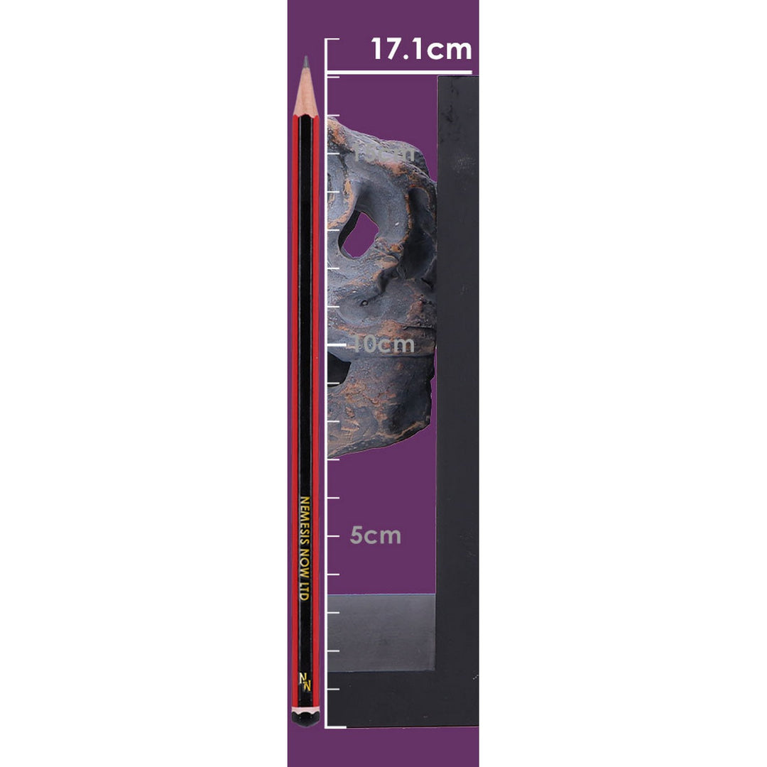 Tyrannossaurus Rex Skull Bookends 17.1cm D7554B26