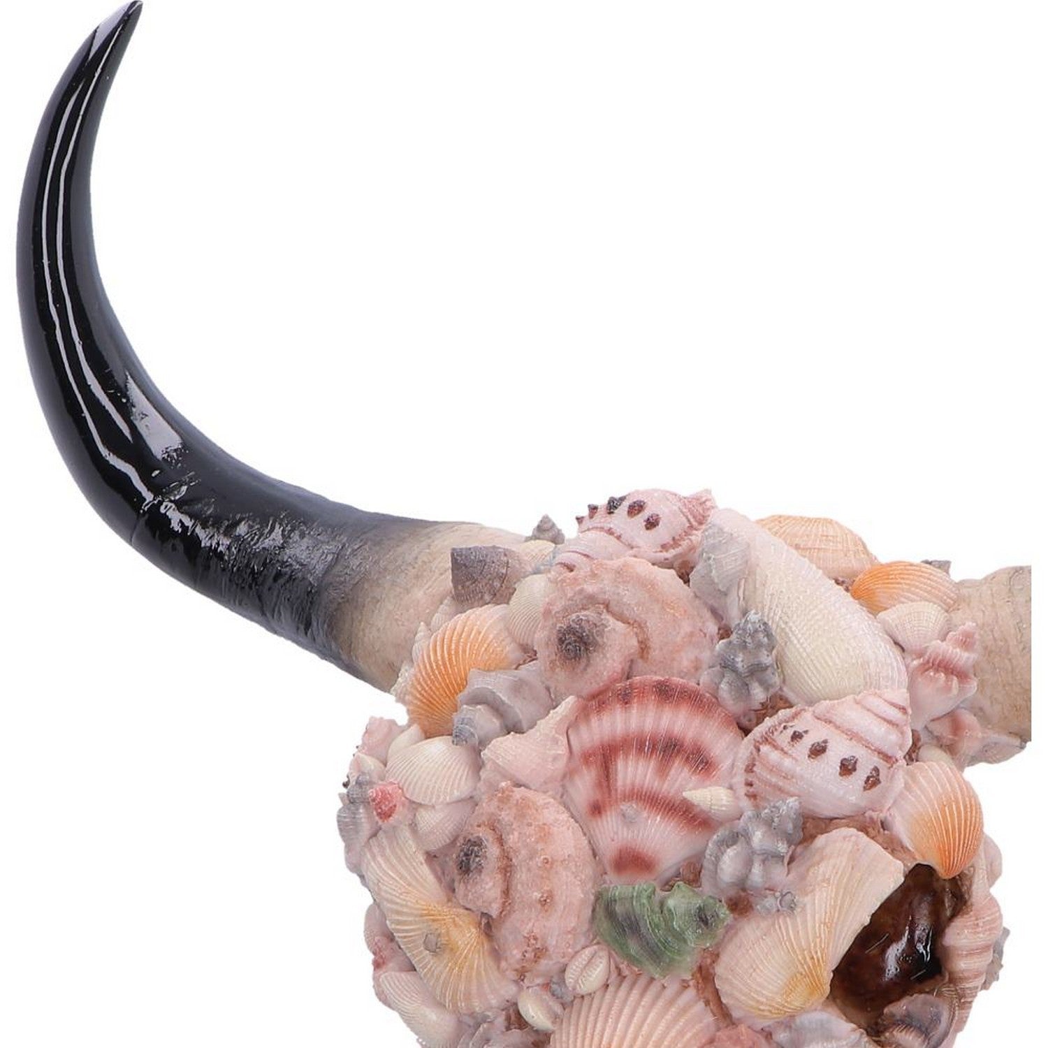 Ocean Crown Skull Ornament 44cm D7576B26
